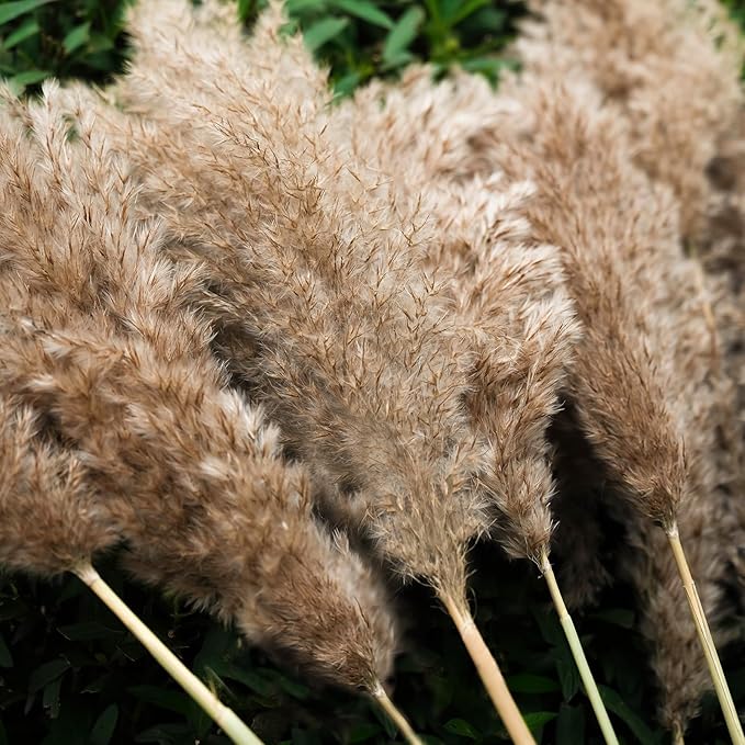 30-inch Tall Nature Pampas Grass Bouquet Decor - Boho Flowers and Feathers for Centerpieces, Perfect for Tall Floor Vase Fillers, Home Decor, Living Room, and Wedding Decor (20Pcs)